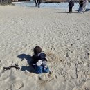 금성 담쟁이 이미지