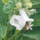 산딸기목장 이미지