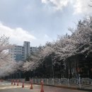아티장보노보 이미지