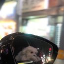 꽃보다개냥 네이버블로그