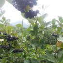 상진농장 이미지