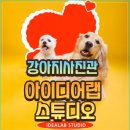 강아지사진관 증멍사진 이쁘게 찍어주는 스튜디오 강아지 프로필촬영 추억남기기