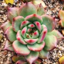 아도라블 이미지