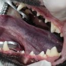 지오동물병원 이미지