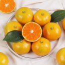 필라테스 귤 이미지