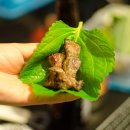 정글바베큐 이미지