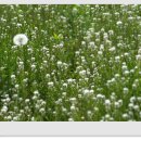 쇠꼴마을 이미지