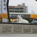 바보형제쭈꾸미 이미지