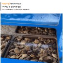 강화도수산 | 국산백합 강화도조개 고양수산으로 집에서 봉골레파스타 만든 후기