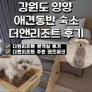 더펫 | 강원도 양양 반려견동반 숙소 추천 더앤리조트 애견 펫룸 후기