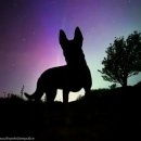 오로라펫 이미지