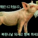 여우야 Daum카페