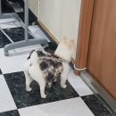 궁댕이 애견미용실 이미지