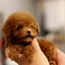 강아지분양 퍼피베이비 이미지