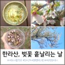 제주도 가볼만한 곳 한라산 벚꽃 사계절 프로그램 예약방법 후기