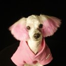 강아지집 이미지