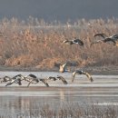 주남저수지 이미지
