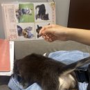 똥꼬 발랄 펫샵 이미지