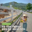 안내목장2 | 증평 아이와 가볼만한 곳 벨포레 리조트 목장 동물 먹이주기 양몰이 공연