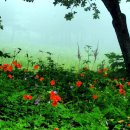 예쁜행복 이미지