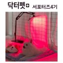 레이 펫 | 펫큐어레이 .일주일 사용후기.