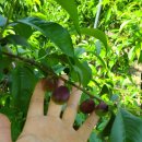 영무농장 이미지