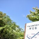 부연천 | 하늘아래 첫동네 강원도 부연동 나무위를걷는사람들(아보리스트)과 백패커스데이