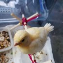 카페페스카 이미지