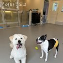 올어바웃도그 이미지