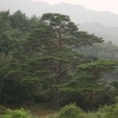 라유라 이미지
