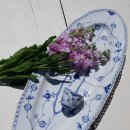 로얄피시 이미지