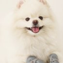뽀송강아지 이미지