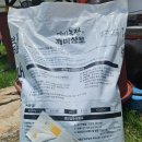 코코농장 1 | 블루베리묘목 키우기 깨비농장 추천