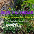 2025 Calendar...설악산솜다리 4년간의 탐사기록 이미지