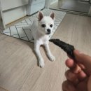 영양언니의 수제간식 | 기호성 너무좋은 수제간식 선물받음!! 《 영양언니의 수제간식 》