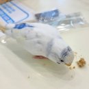 리프패럿 롯데마트 광복점 이미지