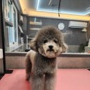 우한수 애견미용실 이미지
