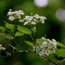 꽃과나무 이미지