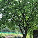 소나무집민박 이미지