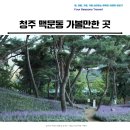 섬진강 솔밭이 보이는 풍경 | 청주 산책하기 좋은 맥문동 솔밭공원