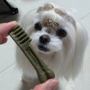 티니펫 | 강아지 덴탈껌 치석제거 그리니즈 티니 오리지널 양치껌 후기