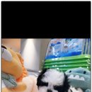 멍벤져스 이미지