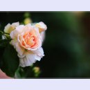 곡성-035 티스토리