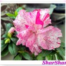 아젤리아 이미지