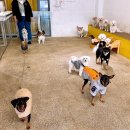 나드리독 이미지