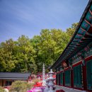 금강사 입구 | 예쁜사찰여행 공주 금강사 꽃잔디 화려함의 극치