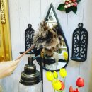 메종드몽슈
