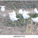 올래농장 이미지