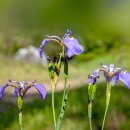 붓꽃(Iris) 이미지