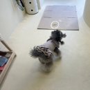 챠밍애견 이미지